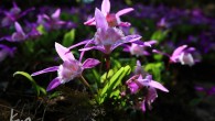 肥嘟嘟特攻隊首領阿山與志修，04/01/2012剛由加里山回來，馬上來報告狀況，一直無法相信那是真的，隔天再遣溫哥偵查，帶回來影像顯示，千真萬確，那是真的，面對光禿禿岩壁，慘到不忍卒睹，上下兩片數百朵一葉蘭，就