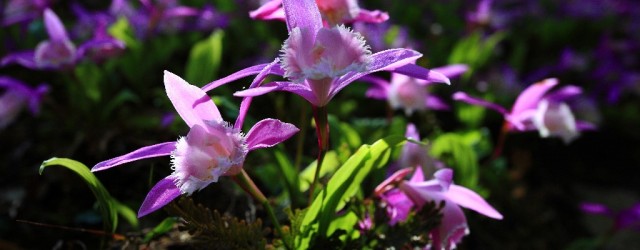 肥嘟嘟特攻隊首領阿山與志修，04/01/2012剛由加里山回來，馬上來報告狀況，一直無法相信那是真的，隔天再遣溫哥偵查，帶回來影像顯示，千真萬確，那是真的，面對光禿禿岩壁，慘到不忍卒睹，上下兩片數百朵一葉蘭，就